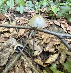 Panaeolus papilionaceus