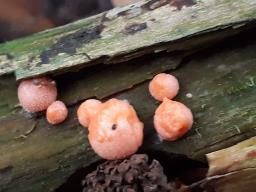 Lycogala epidendrum