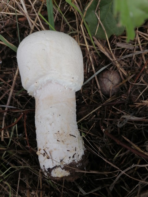 Agaricus macrocarpus