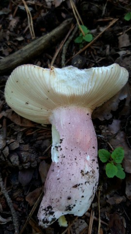 Russula amoena