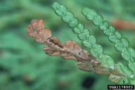 Argyresthia thuiella