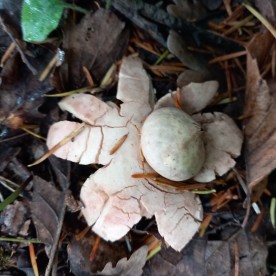 Geastrum rufescens