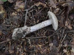 Amanita lepiotoides