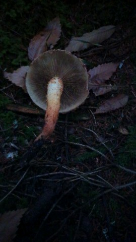 Pholiota squarrosa