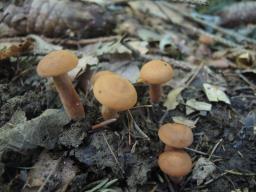 Lactarius fulvissimus