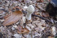 Phallus impudicus
