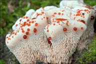 Hydnellum ferrugineum