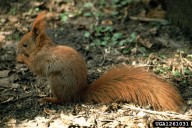 Sciurus vulgaris