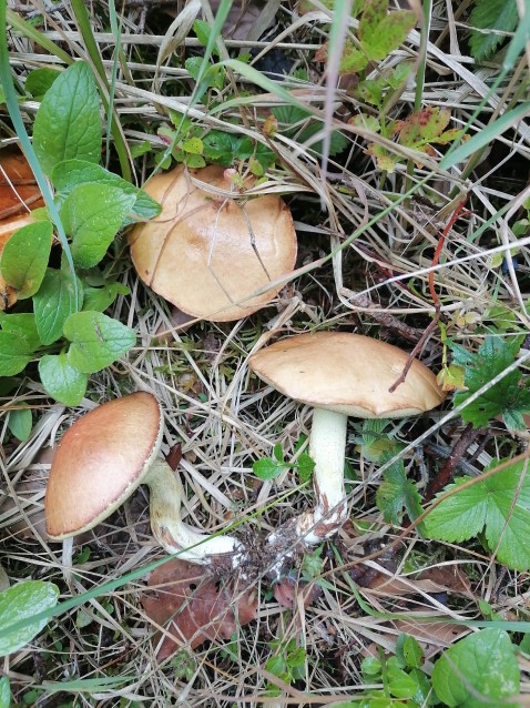 Suillus luteus