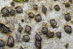 Melogramma campylosporum