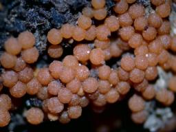 Nectria peziza