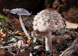 Chlorophyllum olivieri