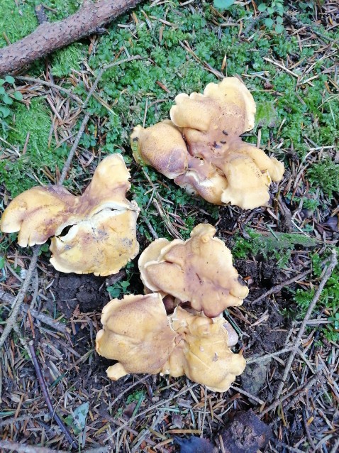 Cantharellus amethysteus