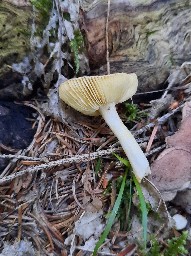 Russula exalbicans
