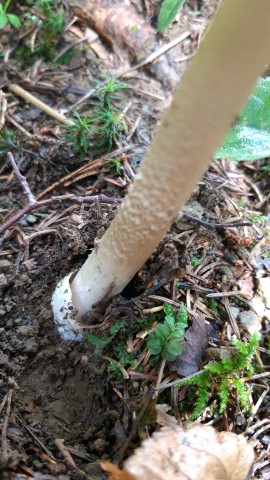 Amanita spadicea