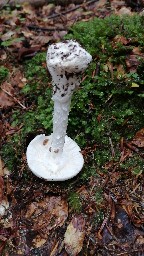 Amanita virosa