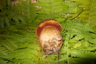 Neoboletus erythropus