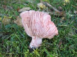 Hygrophorus russula