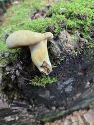 Cerioporus varius