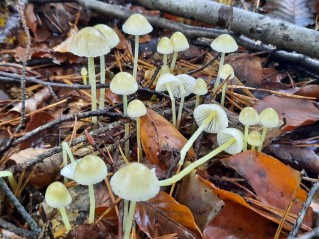 Mycena epipterygia