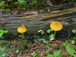 Pluteus leoninus