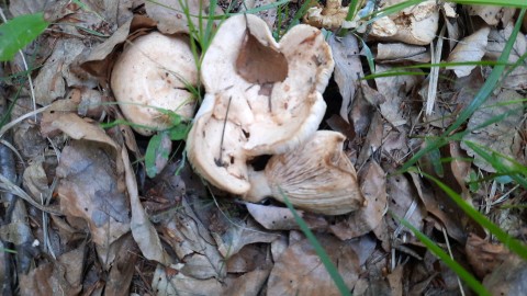 Lactarius illyricus