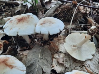 Rhodocollybia maculata