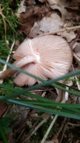 Pluteus atromarginatus