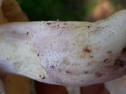 Russula langei