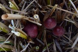 Mycena haematopus