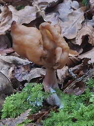 Gyromitra infula
