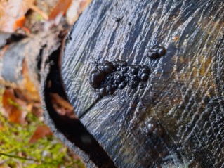 Exidia nigricans
