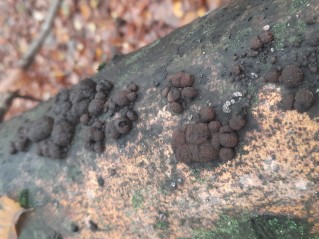 Hypoxylon fragiforme