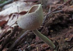 Helvella macropus