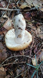 Russula grata