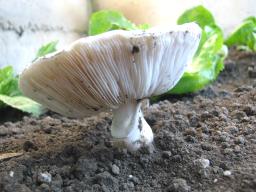 Leucocoprinus cretaceus