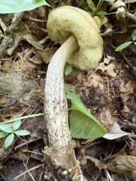 Leccinellum pseudoscabrum