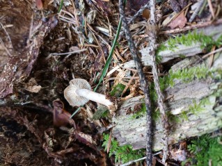 Rhizocybe pruinosa