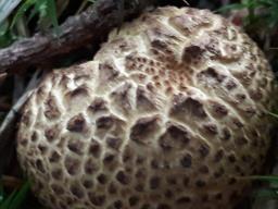 Scleroderma citrinum