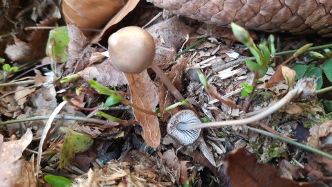 Mycena plumipes