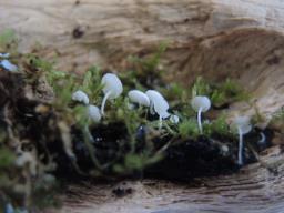 Hemimycena cephalotricha