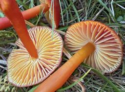 Hygrocybe coccinea