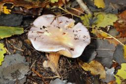Cortinarius caerulescens