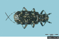 Monochamus saltuarius