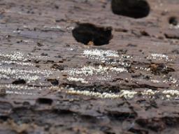 Henningsomyces candidus