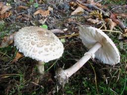 Macrolepiota fuliginosa