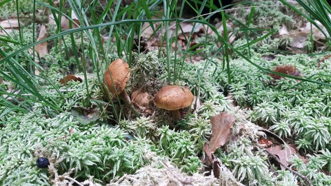 Pseudoboletus parasiticus