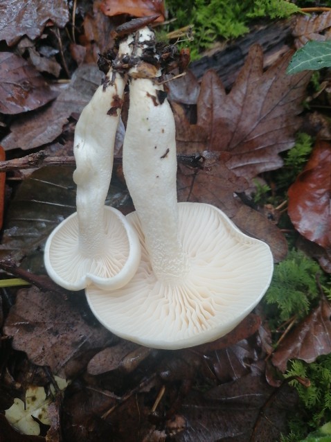 Hygrophorus eburneus