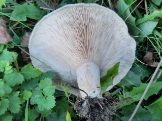 Lactarius pubescens