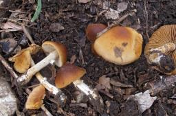 Conocybe aporos